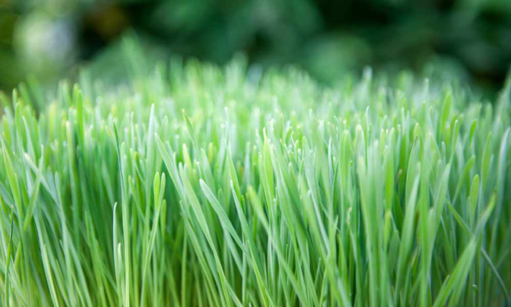 fresh wheatgrass